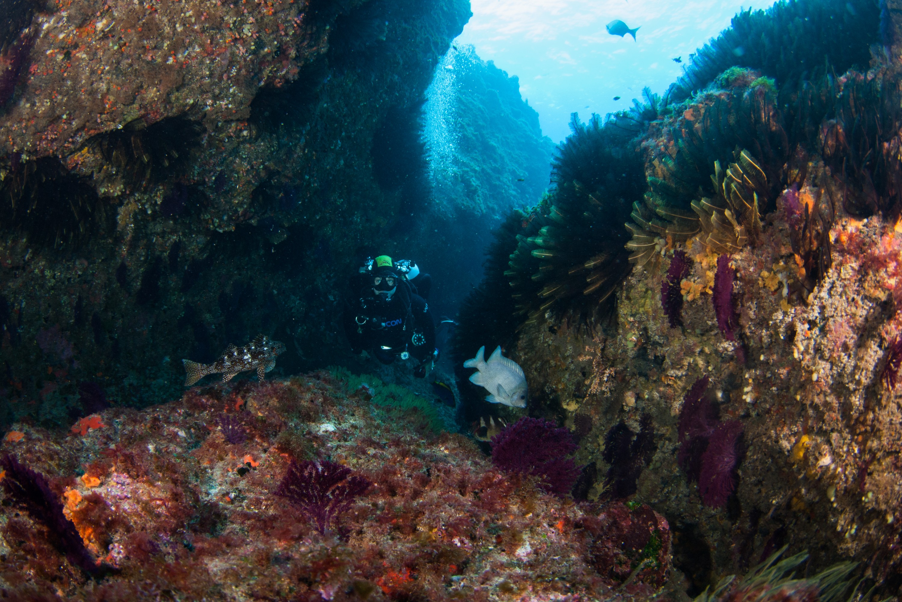 _JFG2875 – kermadec, islands, kermadecs, dive, images, remote, doc, sub tropical, subtropical, sub-tropical, marine, reserve, expedition, lust for rust, mesley, crispin, nz, new, zealand, new zealand, crispin, Kermadecs 13,